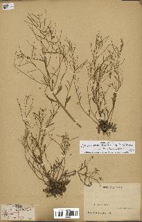 spécimen de Arabidopsis lyrata