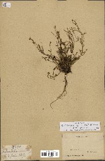spécimen de Arabidopsis lyrata