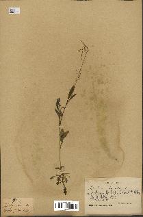 spécimen de Arabidopsis lyrata