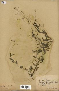 spécimen de Arabidopsis lyrata