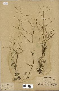 spécimen de Arabidopsis lyrata