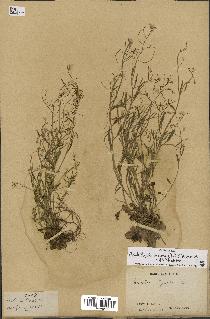 spécimen de Arabidopsis lyrata