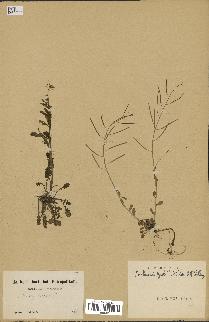 spécimen de Arabidopsis lyrata