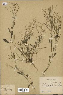 spécimen de Arabidopsis lyrata