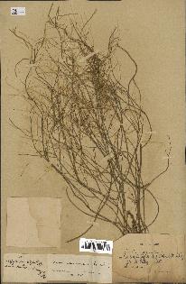 spécimen de Arabidopsis lyrata
