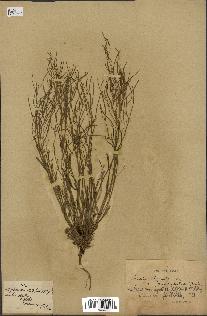 spécimen de Arabidopsis lyrata