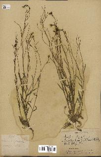 spécimen de Arabidopsis lyrata