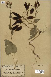 spécimen de Lunaria rediviva