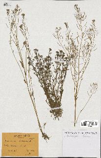 spécimen de Arabidopsis thaliana