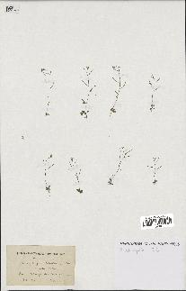 spécimen de Arabidopsis thaliana