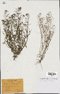 spécimen de Arabidopsis thaliana