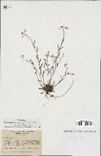 spécimen de Arabidopsis lyrata