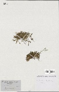 spécimen de Arabidopsis lyrata