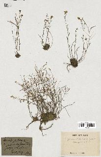spécimen de Arabidopsis lyrata