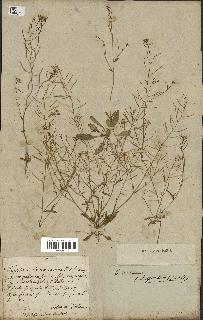 spécimen de Arabidopsis thaliana
