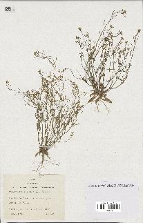 spécimen de Arabidopsis thaliana
