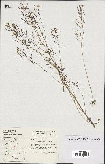 spécimen de Arabidopsis thaliana