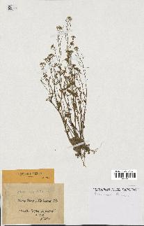 spécimen de Arabidopsis thaliana