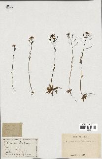 spécimen de Arabidopsis thaliana