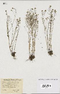 spécimen de Arabidopsis thaliana