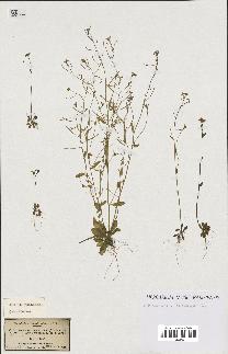 spécimen de Arabidopsis thaliana