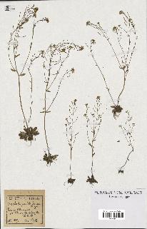 spécimen de Arabidopsis thaliana