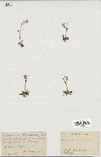 spécimen de Arabidopsis thaliana