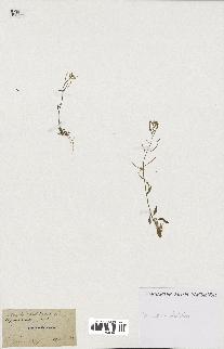 spécimen de Arabidopsis thaliana