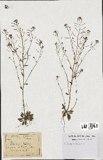 spécimen de Arabidopsis thaliana