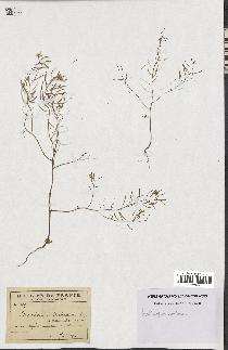spécimen de Arabidopsis thaliana