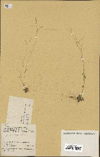 spécimen de Arabidopsis thaliana