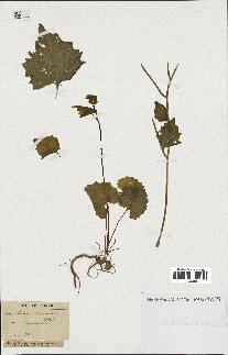 spécimen de Arabidopsis thaliana