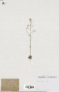 spécimen de Arabidopsis thaliana