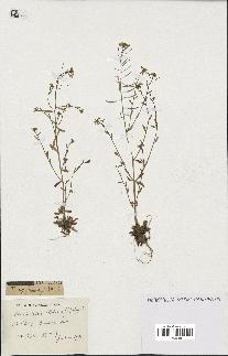 spécimen de Arabidopsis thaliana