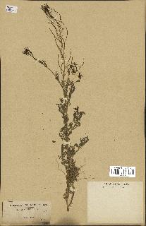 spécimen de Sisymbrium sophia