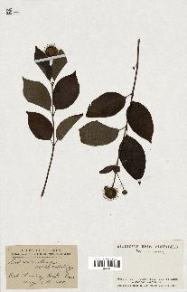 spécimen de Cephalanthus occidentalis