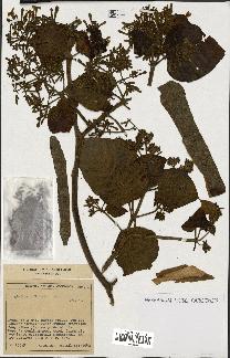 spécimen de Cinchona officinalis