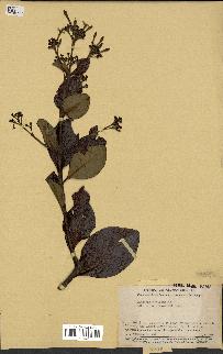 spécimen de Cinchona officinalis