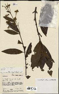 spécimen de Cinchona officinalis