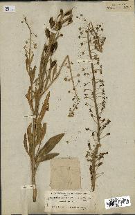 spécimen de Reseda lanceolata