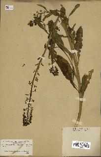 spécimen de Reseda lanceolata