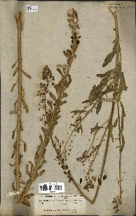 spécimen de Reseda lanceolata