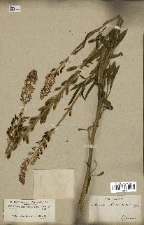 spécimen de Reseda lanceolata