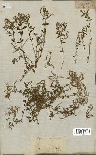 spécimen de Saponaria ocymoides