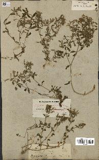 spécimen de Saponaria ocymoides