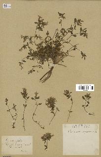 spécimen de Saponaria ocymoides