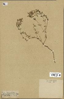 spécimen de Saponaria ocymoides