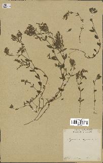 spécimen de Saponaria ocymoides