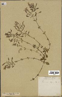 spécimen de Saponaria ocymoides