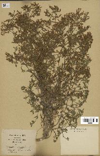 spécimen de Saponaria ocymoides